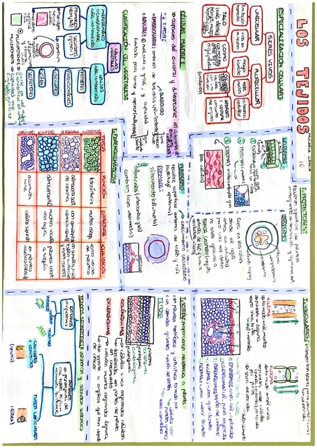 LOS
ESPECIALIZACIÓN CELULARS
SERES VIVOS
UNICELULAR
Pimitación vich en
tamaño
m. QELBSO
TALO
CORMO
(cée, déntic) comoltes
hangos, musgad
hep