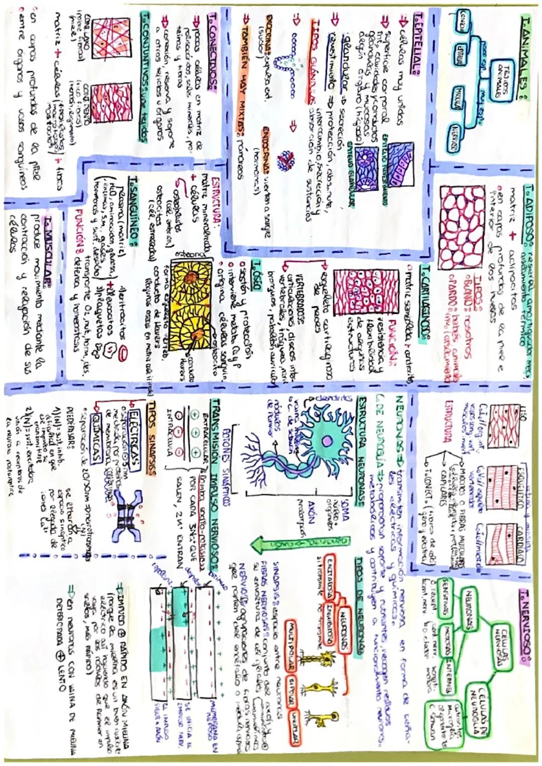 LOS
ESPECIALIZACIÓN CELULARS
SERES VIVOS
UNICELULAR
Pimitación vich en
tamaño
m. QELBSO
TALO
CORMO
(cée, déntic) comoltes
hangos, musgad
hep