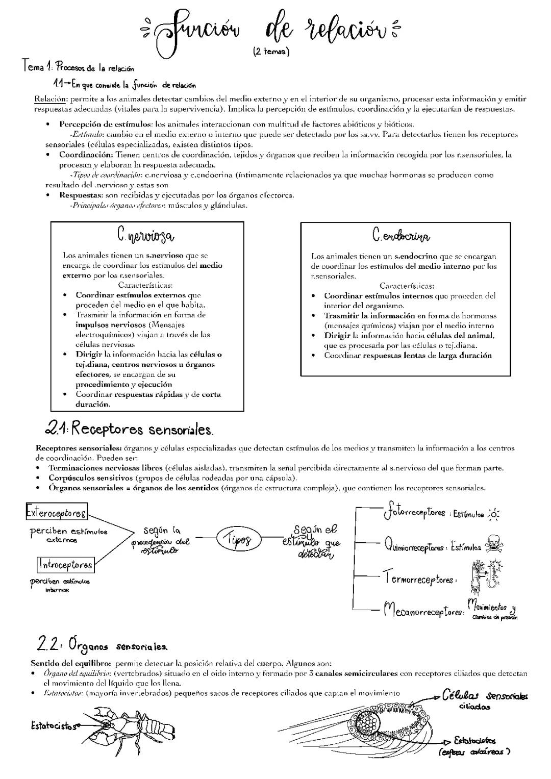 Cómo Funcionan los Animales: Receptores Sensoriales y Coordinación