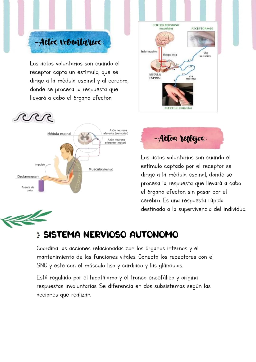 Biología
Lucia Esteban
[Si pinchas en los
anteriores títulos te
lleva a dicho apartado a
través de un marcador]
INDICE
1. Los sistemas de co