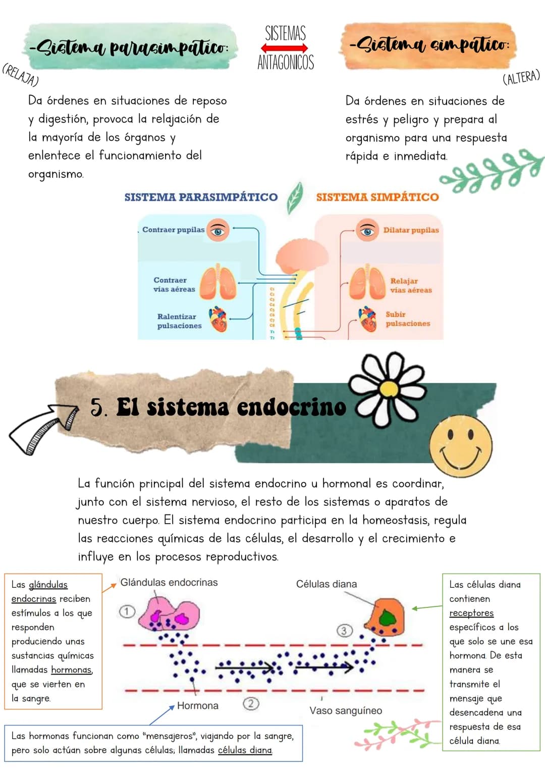 Biología
Lucia Esteban
[Si pinchas en los
anteriores títulos te
lleva a dicho apartado a
través de un marcador]
INDICE
1. Los sistemas de co