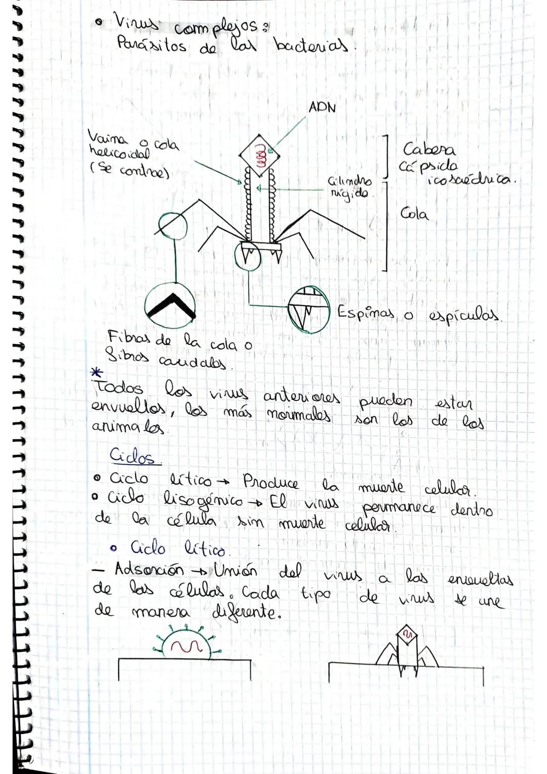 tema 2.0160.
1. Microorganismos: concepto y diversidad
El termine hace referencia
seres vivos
da
Su
de un
tamaño
cientos
Em
Metabolisme <
Se