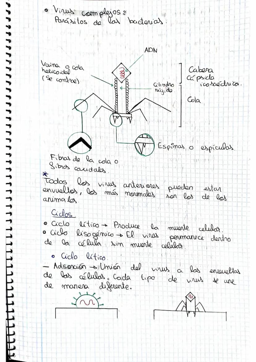 tema 2.0160.
1. Microorganismos: concepto y diversidad
El termine hace referencia
seres vivos
da
Su
de un
tamaño
cientos
Em
Metabolisme <
Se
