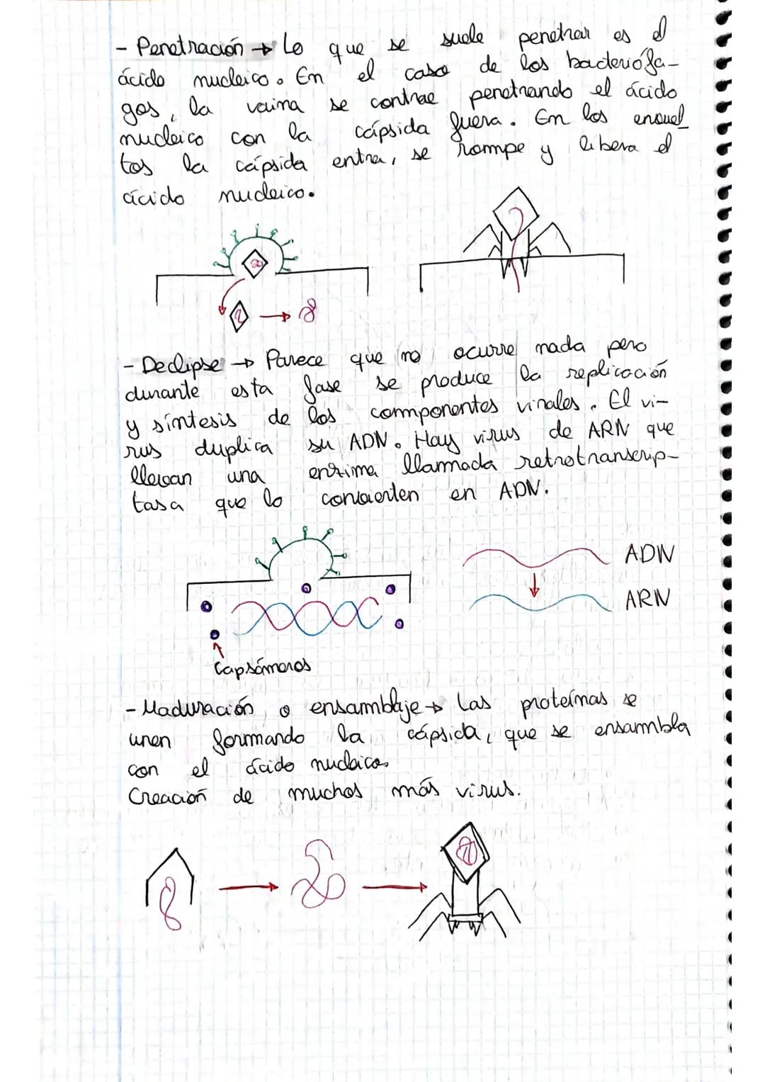 tema 2.0160.
1. Microorganismos: concepto y diversidad
El termine hace referencia
seres vivos
da
Su
de un
tamaño
cientos
Em
Metabolisme <
Se