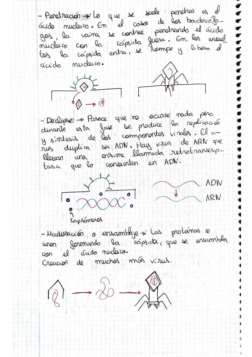 tema 2.0160.
1. Microorganismos: concepto y diversidad
El termine hace referencia
seres vivos
da
Su
de un
tamaño
cientos
Em
Metabolisme <
Se