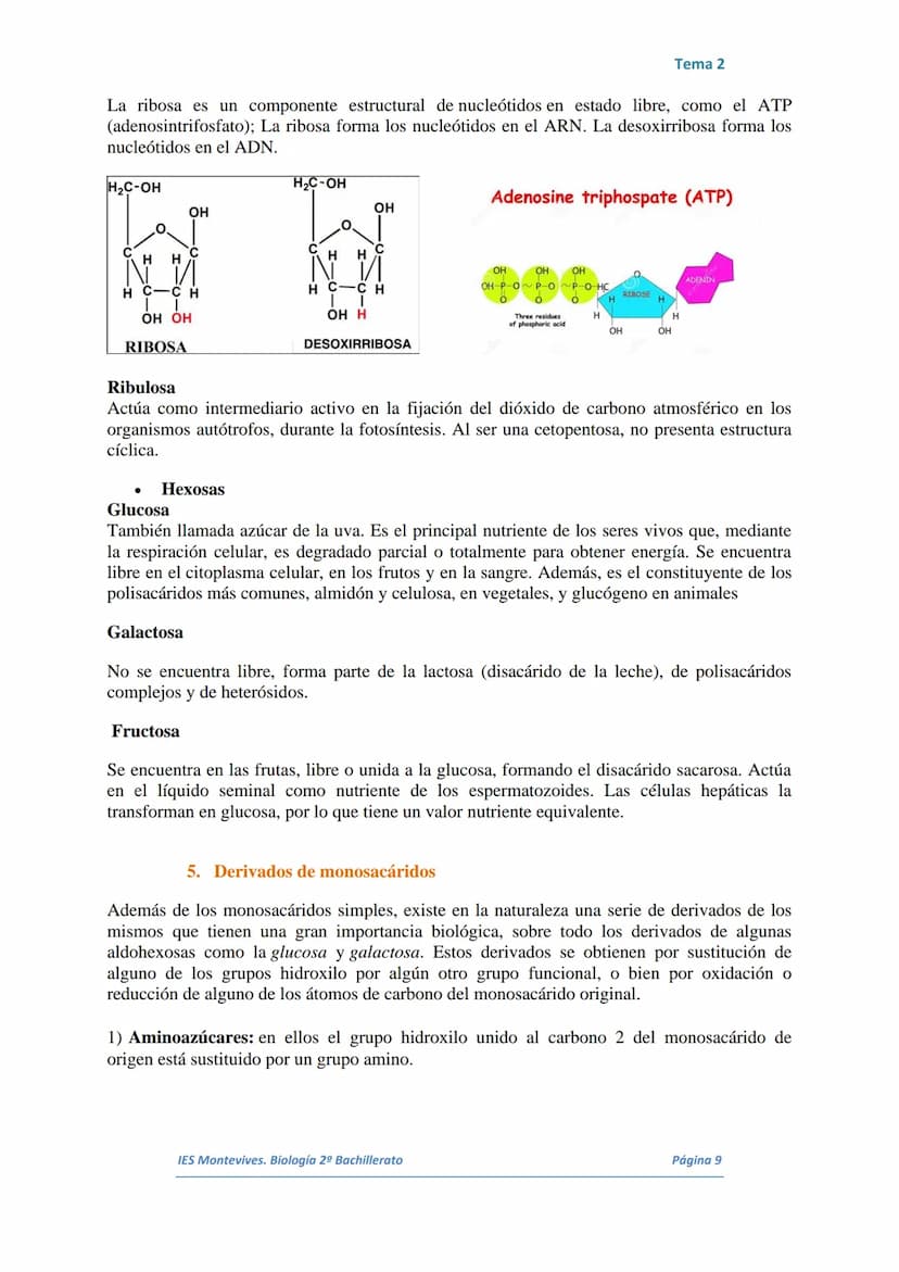 TEMA 2 LOS GLÚCIDOS
I.
Características Generales
Están formados por Carbono, Hidrógeno y Oxígeno.
■ Son polialcoholes con un grupo carbonilo