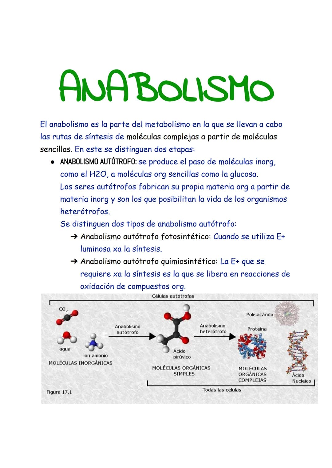 ANABOLISMO
El anabolismo es la parte del metabolismo en la que se llevan a cabo
las rutas de síntesis de moléculas complejas a partir de mol