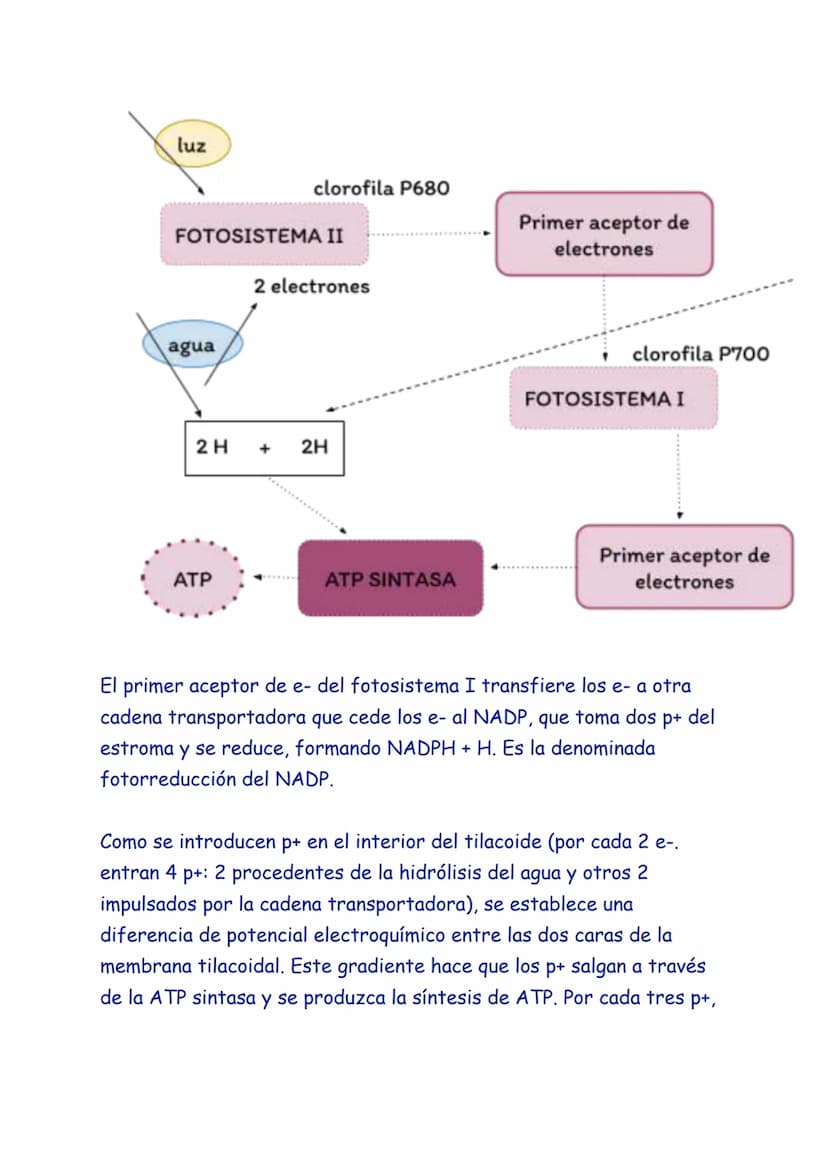 ANABOLISMO
El anabolismo es la parte del metabolismo en la que se llevan a cabo
las rutas de síntesis de moléculas complejas a partir de mol