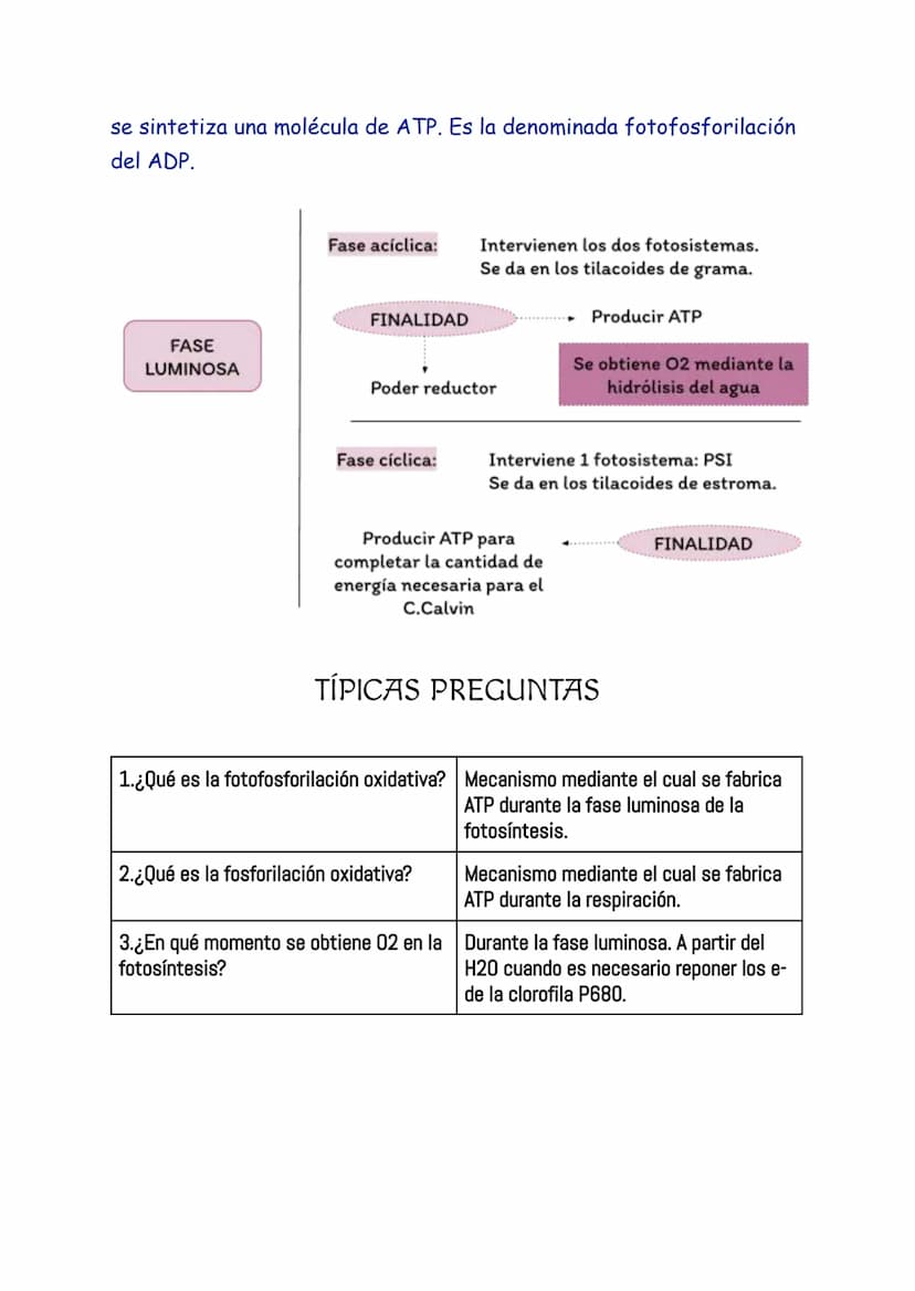 ANABOLISMO
El anabolismo es la parte del metabolismo en la que se llevan a cabo
las rutas de síntesis de moléculas complejas a partir de mol