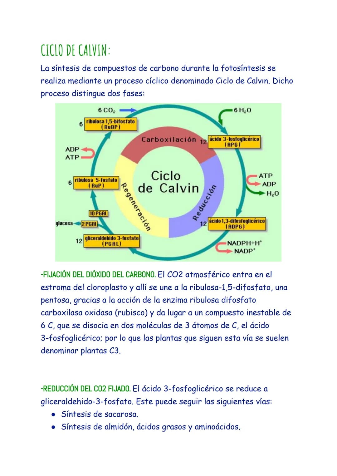 ANABOLISMO
El anabolismo es la parte del metabolismo en la que se llevan a cabo
las rutas de síntesis de moléculas complejas a partir de mol