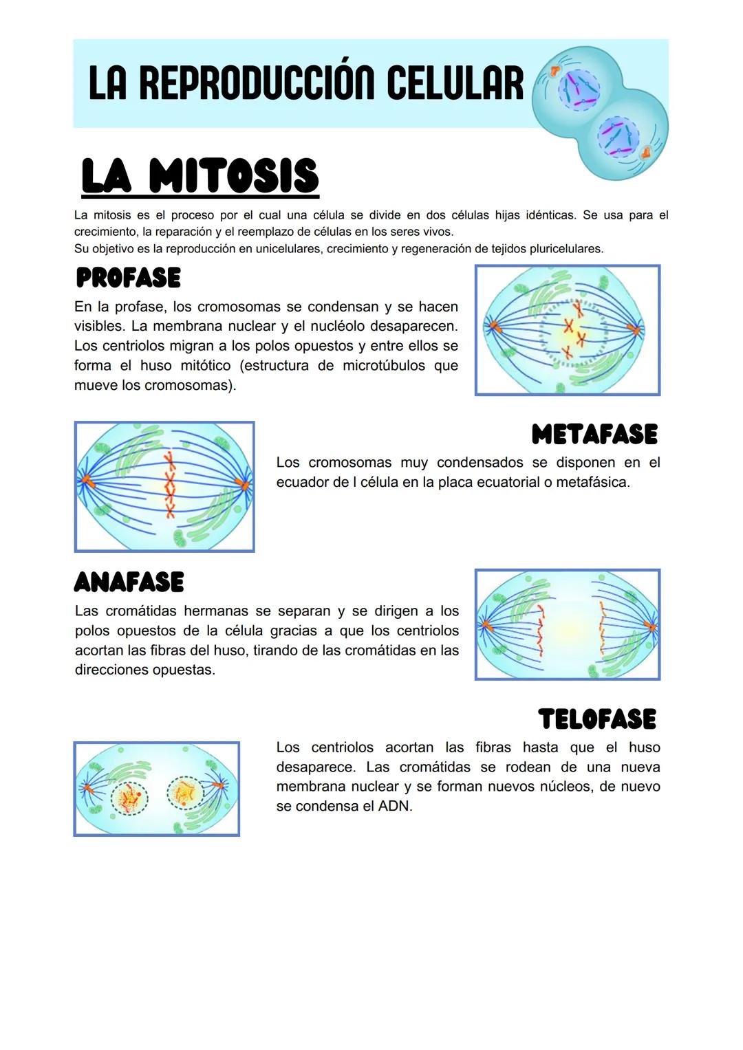 # LA REPRODUCCIÓN CELULAR

# LA MITOSIS

La mitosis es el proceso por el cual una célula se divide en dos células hijas idénticas. Se usa pa