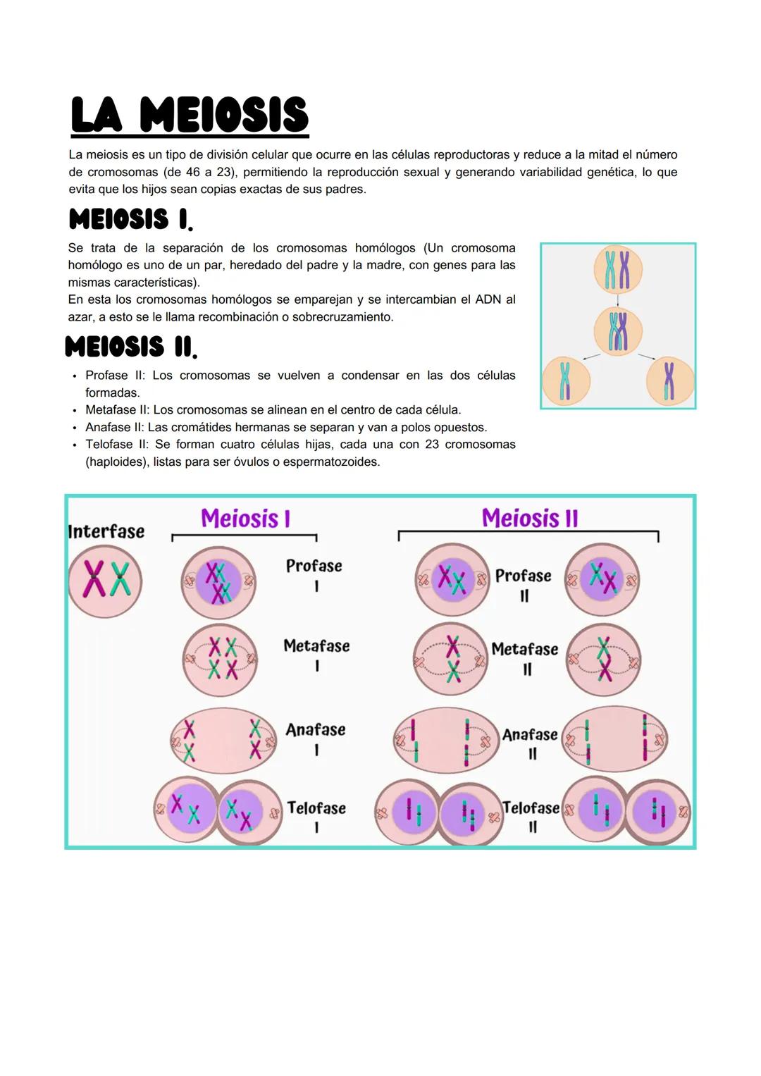 # LA REPRODUCCIÓN CELULAR

# LA MITOSIS

La mitosis es el proceso por el cual una célula se divide en dos células hijas idénticas. Se usa pa