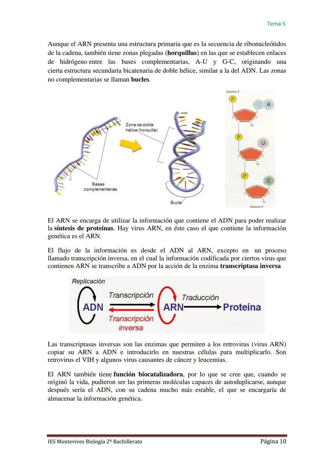 
<h2 id="caractersticasgenerales">Características Generales</h2>
<p>Los ácidos nucleicos, como el ADN (ácido desoxirribonucleico) y el ARN (