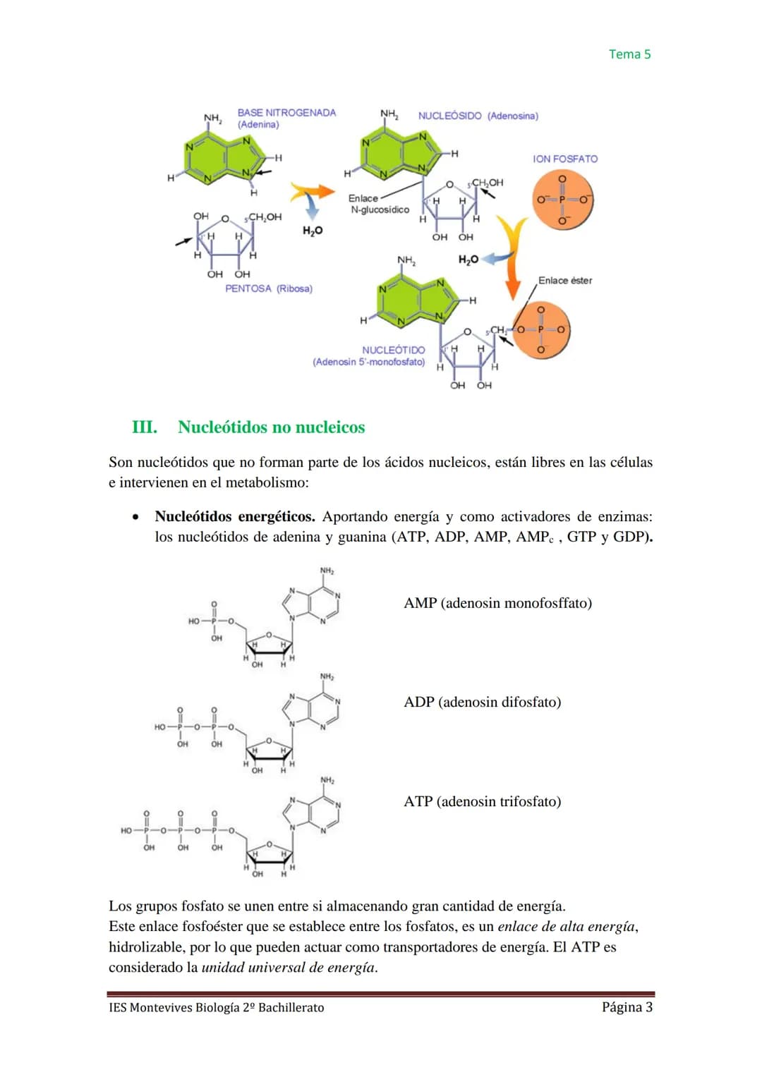 
<h2 id="caractersticasgenerales">Características Generales</h2>
<p>Los ácidos nucleicos, como el ADN (ácido desoxirribonucleico) y el ARN (