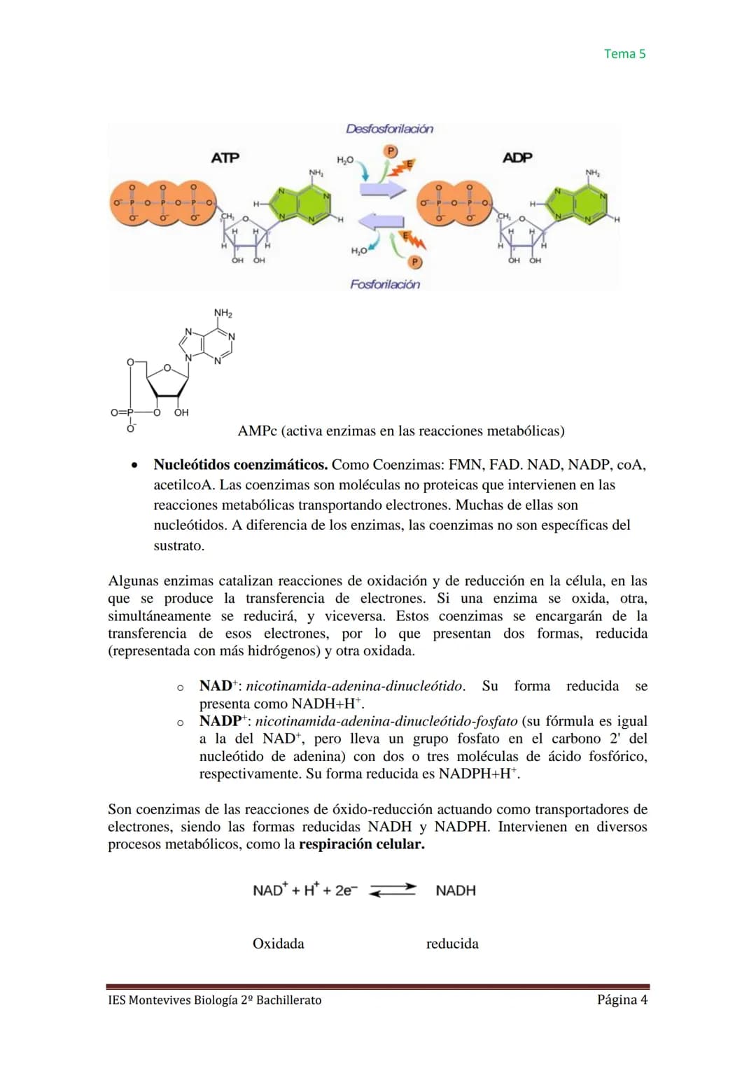 
<h2 id="caractersticasgenerales">Características Generales</h2>
<p>Los ácidos nucleicos, como el ADN (ácido desoxirribonucleico) y el ARN (
