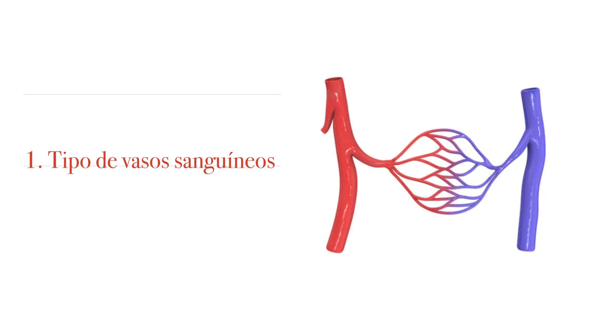 El aparato circulatorio Sistema circulatorio
1. Tipos de vasos sanguíneos
2. Funciones de la sangre
3. Componentes de la sangre
4. Corazón
5