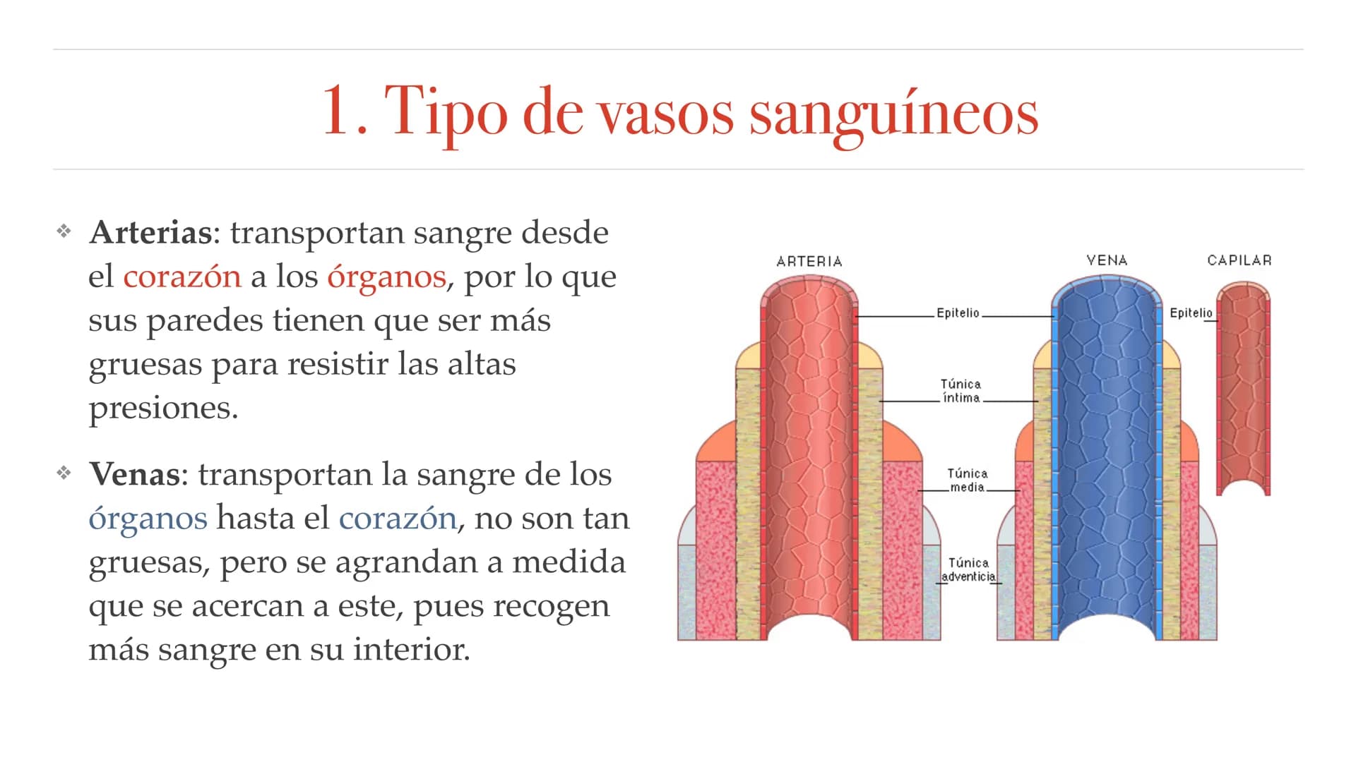 El aparato circulatorio Sistema circulatorio
1. Tipos de vasos sanguíneos
2. Funciones de la sangre
3. Componentes de la sangre
4. Corazón
5