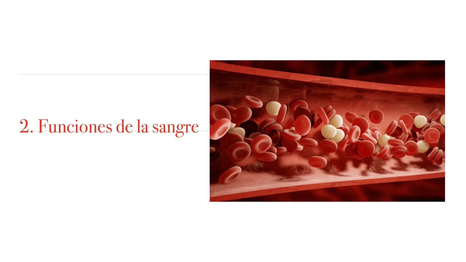 El aparato circulatorio Sistema circulatorio
1. Tipos de vasos sanguíneos
2. Funciones de la sangre
3. Componentes de la sangre
4. Corazón
5