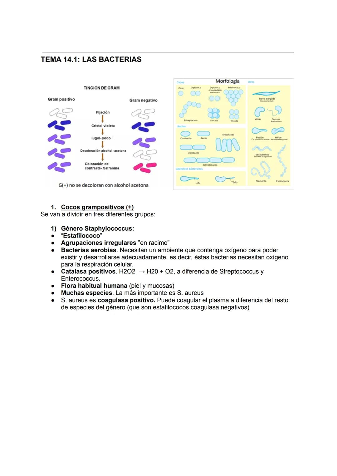 TEMA 14.1: LAS BACTERIAS
Gram positivo
TINCION DE GRAM
Fijación
Cristal violeta
lugol-yodo
Decoloración alcohol -acetona
Coloración de
contr