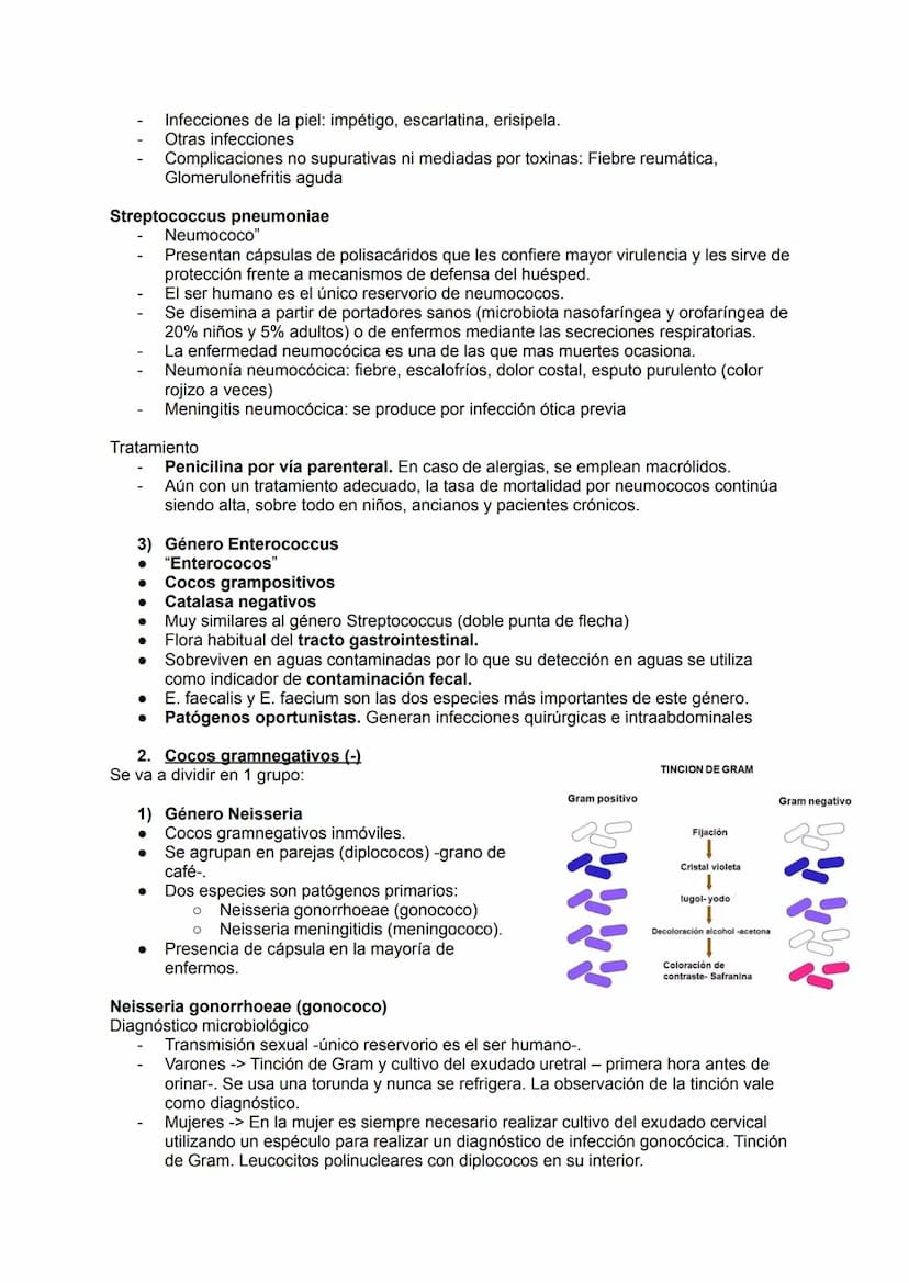 TEMA 14.1: LAS BACTERIAS
Gram positivo
TINCION DE GRAM
Fijación
Cristal violeta
lugol-yodo
Decoloración alcohol -acetona
Coloración de
contr