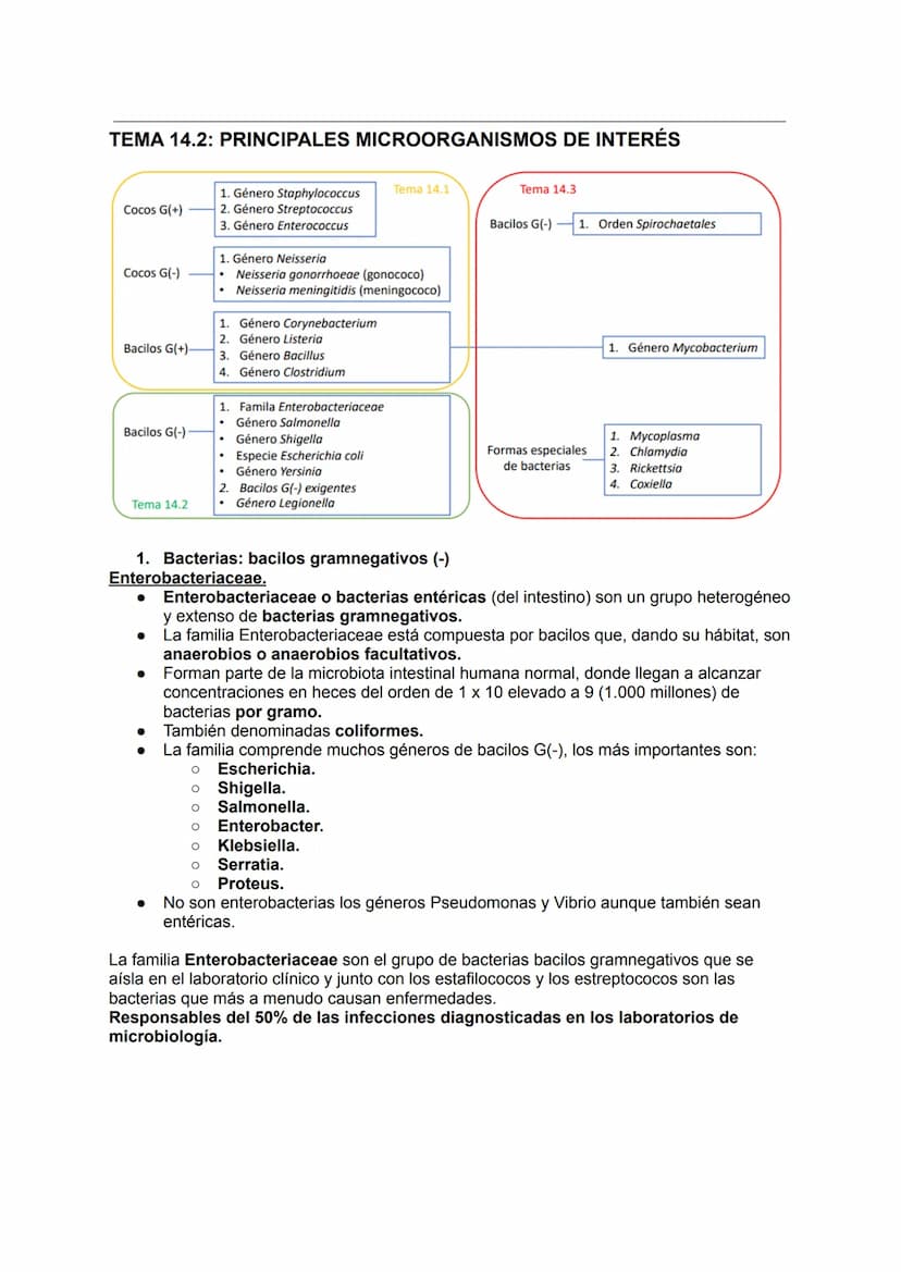 TEMA 14.1: LAS BACTERIAS
Gram positivo
TINCION DE GRAM
Fijación
Cristal violeta
lugol-yodo
Decoloración alcohol -acetona
Coloración de
contr