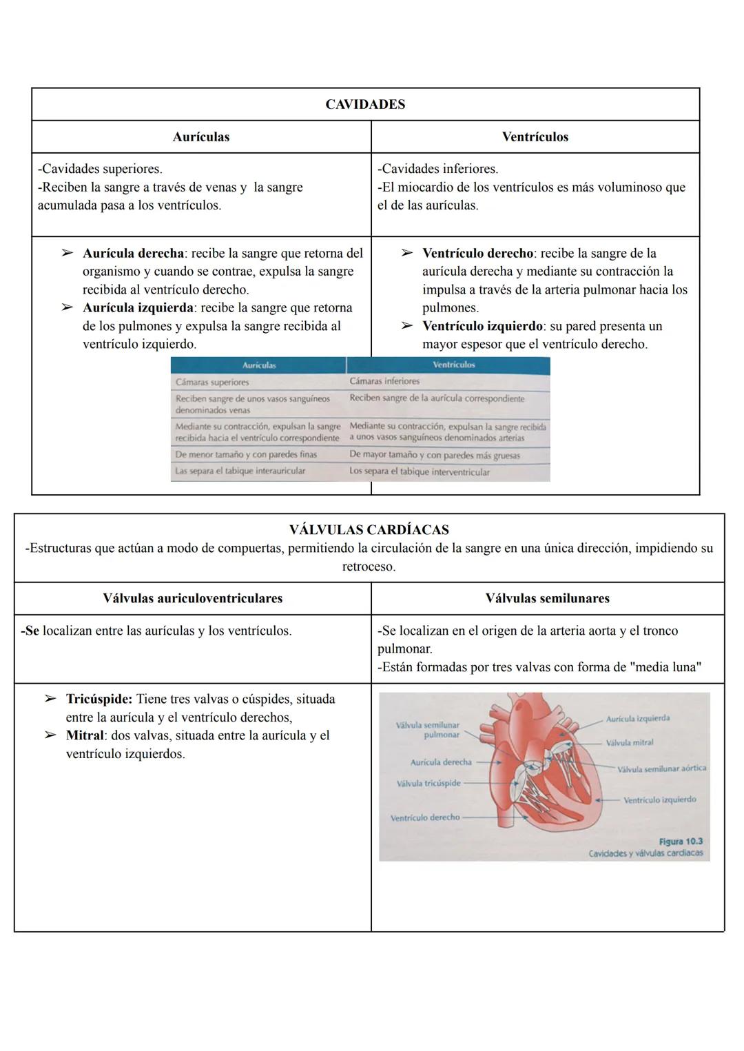 CAVIDADES

Aurículas
Ventrículos

-Cavidades superiores.

-Reciben la sangre a través de venas y la sangre
acumulada pasa a los ventrículos.