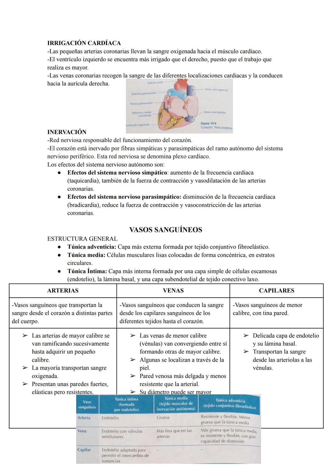 CAVIDADES

Aurículas
Ventrículos

-Cavidades superiores.

-Reciben la sangre a través de venas y la sangre
acumulada pasa a los ventrículos.