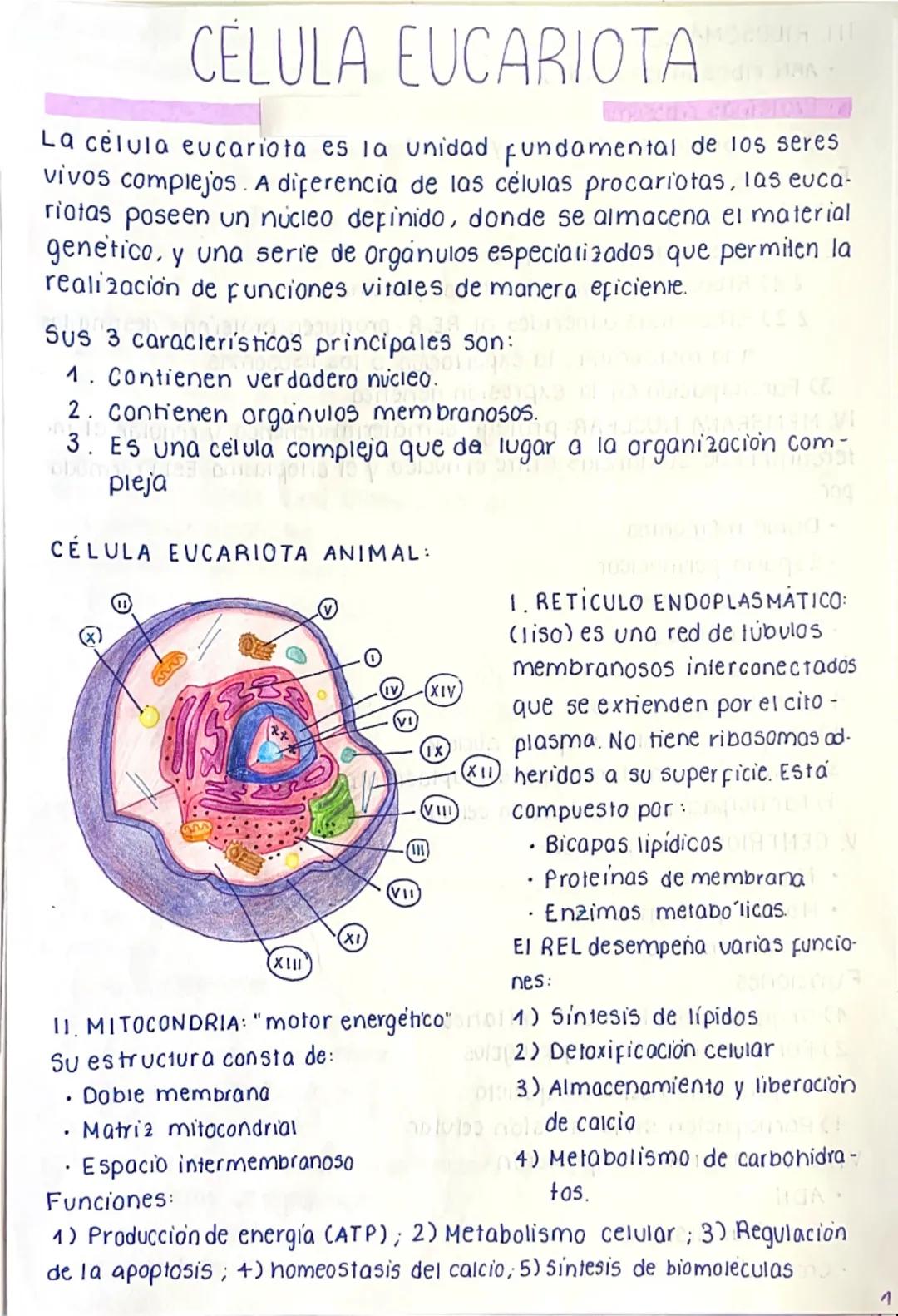 # CÉLULA EUCARIOTA
La célula eucariota es la unidad fundamental de los seres
vivos complejos. A diferencia de las células procariotas, las e