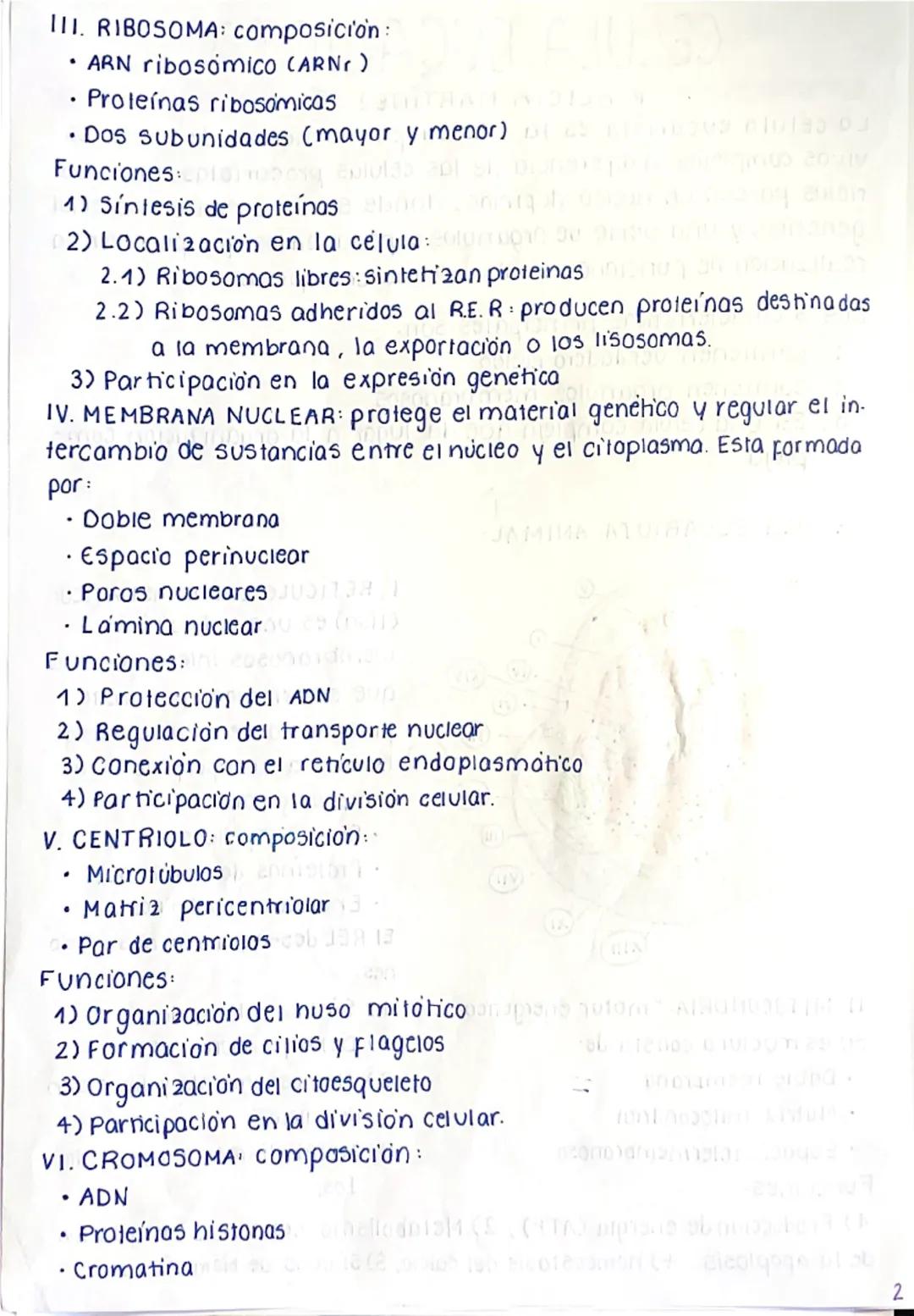 # CÉLULA EUCARIOTA
La célula eucariota es la unidad fundamental de los seres
vivos complejos. A diferencia de las células procariotas, las e