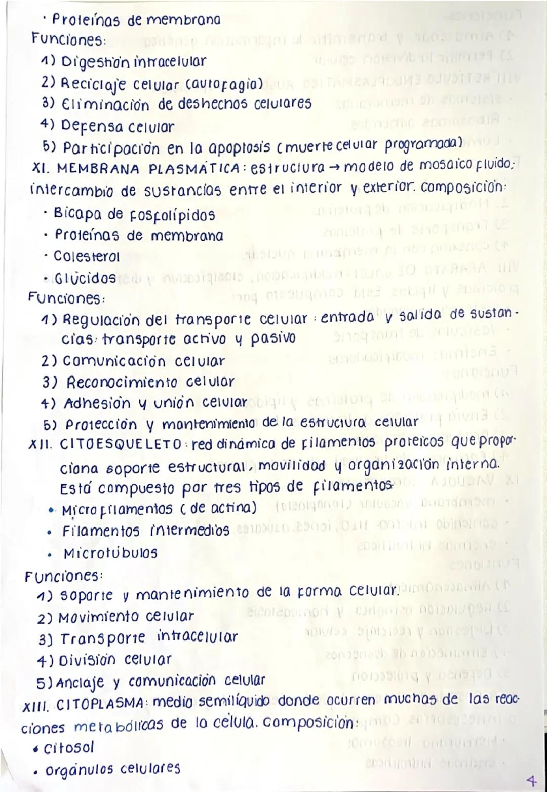 # CÉLULA EUCARIOTA
La célula eucariota es la unidad fundamental de los seres
vivos complejos. A diferencia de las células procariotas, las e