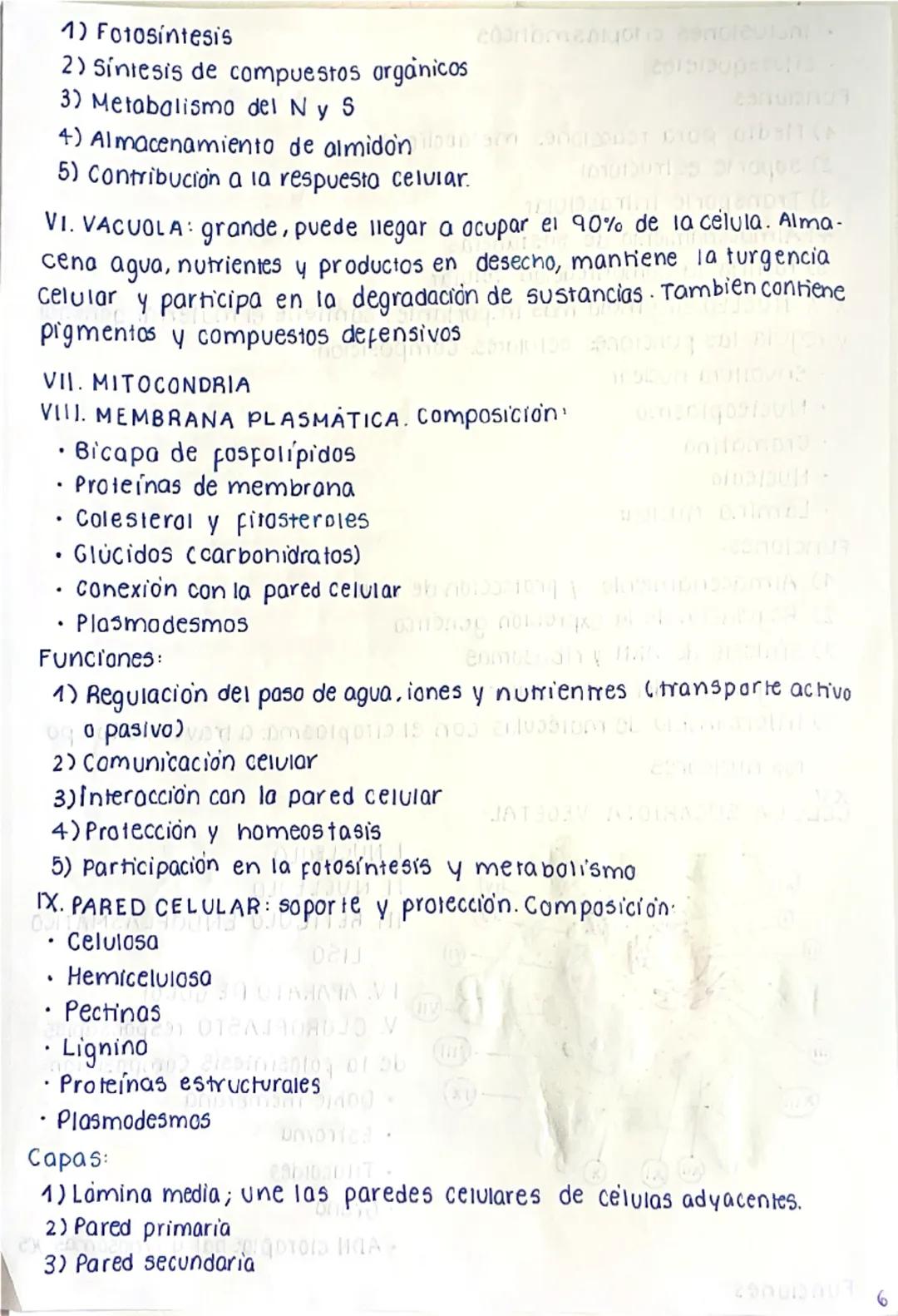 # CÉLULA EUCARIOTA
La célula eucariota es la unidad fundamental de los seres
vivos complejos. A diferencia de las células procariotas, las e