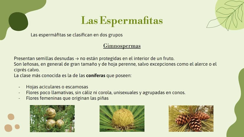 Vo
Trabajo sobre
plantas
Raluca Mihaela Cuibaru Indice
Características generales
01. de las plantas
02. Clasificación de las plantas
05.
Fun
