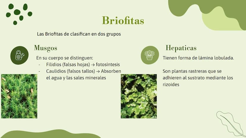 Vo
Trabajo sobre
plantas
Raluca Mihaela Cuibaru Indice
Características generales
01. de las plantas
02. Clasificación de las plantas
05.
Fun