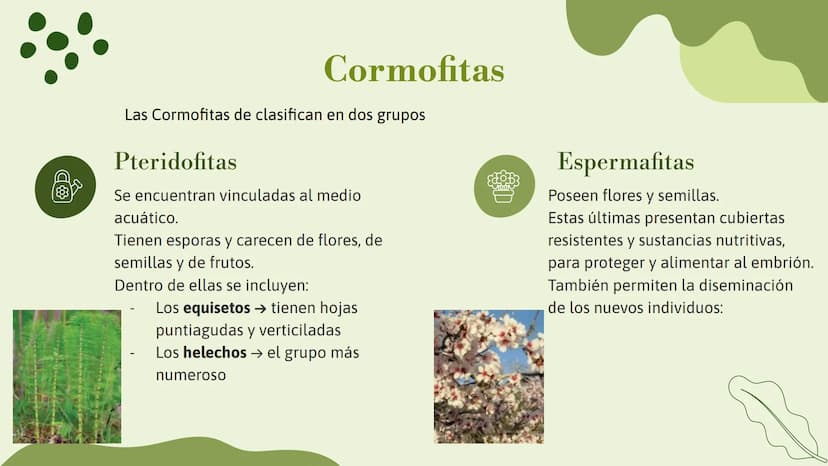Vo
Trabajo sobre
plantas
Raluca Mihaela Cuibaru Indice
Características generales
01. de las plantas
02. Clasificación de las plantas
05.
Fun
