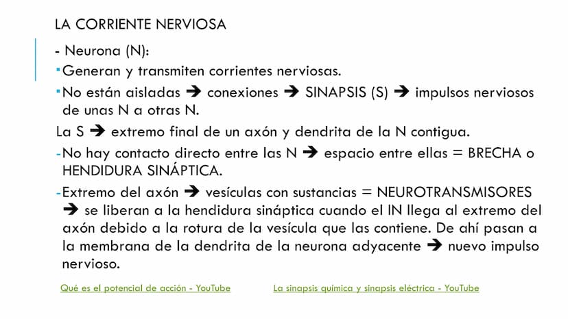 
<p>El sistema nervioso es una parte fundamental del cuerpo humano, encargado de cumplir tres funciones esenciales: la función de relación, 