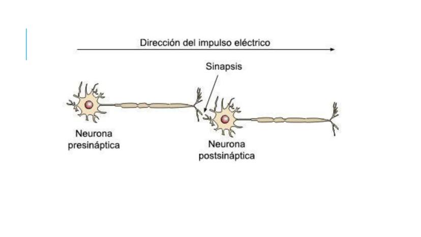 
<p>El sistema nervioso es una parte fundamental del cuerpo humano, encargado de cumplir tres funciones esenciales: la función de relación, 