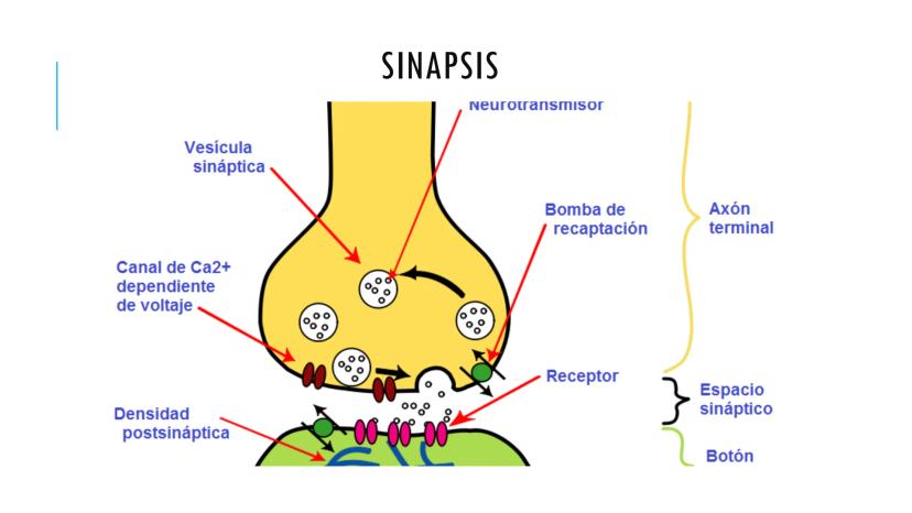 
<p>El sistema nervioso es una parte fundamental del cuerpo humano, encargado de cumplir tres funciones esenciales: la función de relación, 