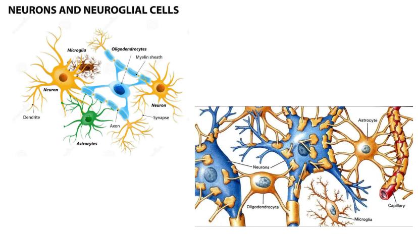 
<p>El sistema nervioso es una parte fundamental del cuerpo humano, encargado de cumplir tres funciones esenciales: la función de relación, 