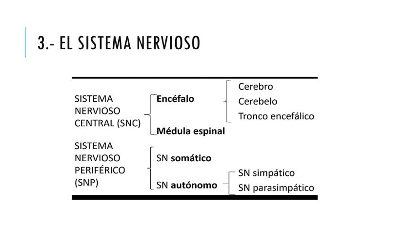 
<p>El sistema nervioso es una parte fundamental del cuerpo humano, encargado de cumplir tres funciones esenciales: la función de relación, 