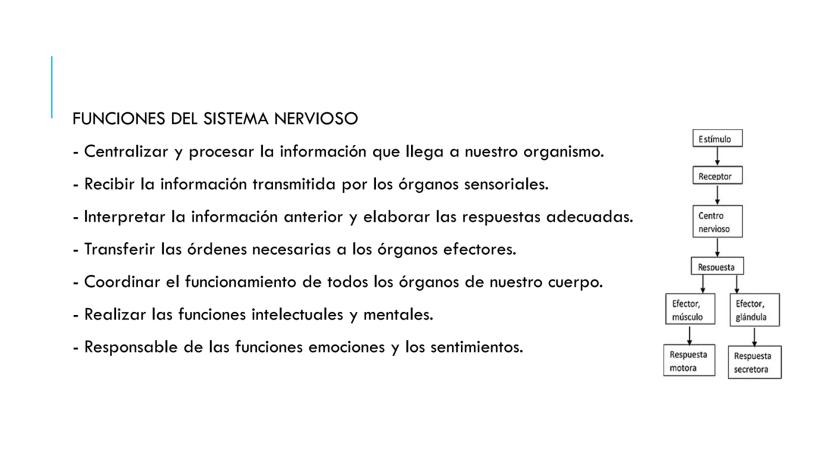 
<p>El sistema nervioso es una parte fundamental del cuerpo humano, encargado de cumplir tres funciones esenciales: la función de relación, 