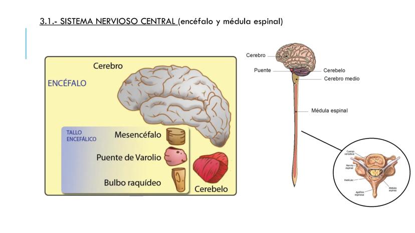 
<p>El sistema nervioso es una parte fundamental del cuerpo humano, encargado de cumplir tres funciones esenciales: la función de relación, 