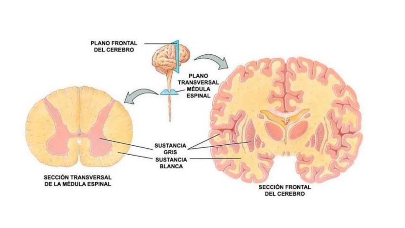 
<p>El sistema nervioso es una parte fundamental del cuerpo humano, encargado de cumplir tres funciones esenciales: la función de relación, 