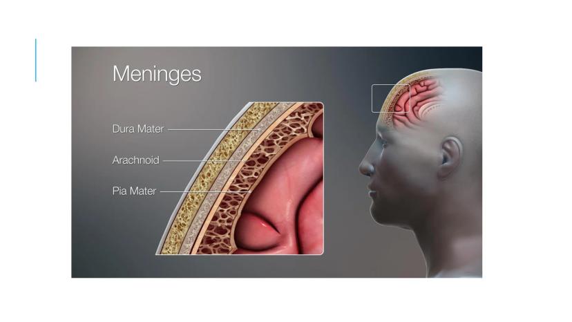 
<p>El sistema nervioso es una parte fundamental del cuerpo humano, encargado de cumplir tres funciones esenciales: la función de relación, 