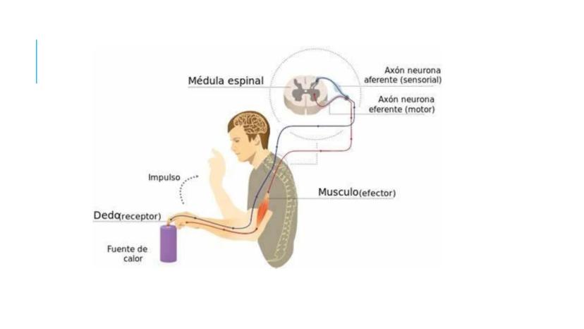 
<p>El sistema nervioso es una parte fundamental del cuerpo humano, encargado de cumplir tres funciones esenciales: la función de relación, 