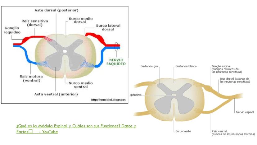 
<p>El sistema nervioso es una parte fundamental del cuerpo humano, encargado de cumplir tres funciones esenciales: la función de relación, 