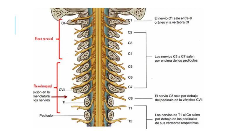 
<p>El sistema nervioso es una parte fundamental del cuerpo humano, encargado de cumplir tres funciones esenciales: la función de relación, 