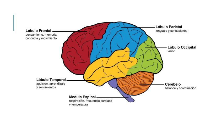 
<p>El sistema nervioso es una parte fundamental del cuerpo humano, encargado de cumplir tres funciones esenciales: la función de relación, 