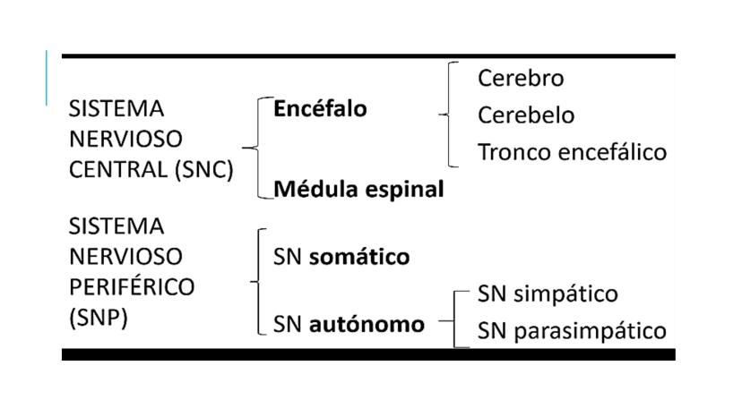 
<p>El sistema nervioso es una parte fundamental del cuerpo humano, encargado de cumplir tres funciones esenciales: la función de relación, 