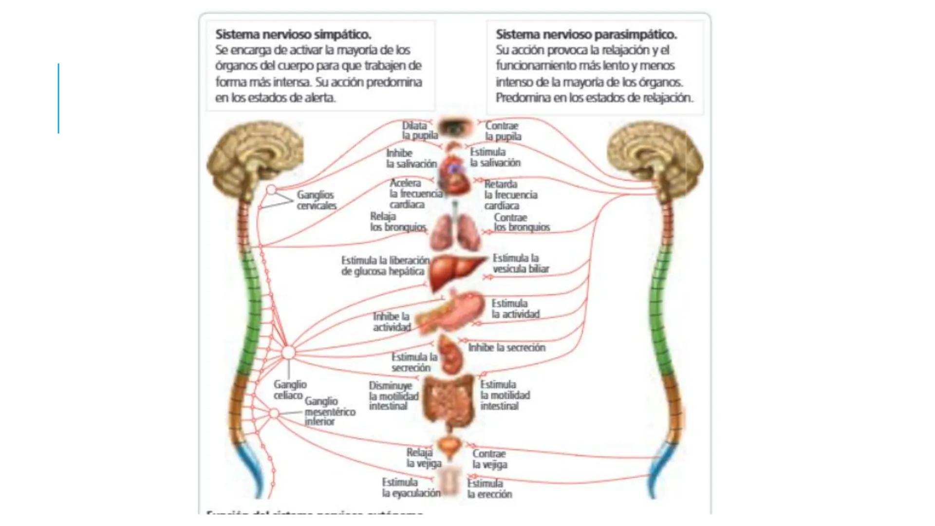 
<p>El sistema nervioso es una parte fundamental del cuerpo humano, encargado de cumplir tres funciones esenciales: la función de relación, 