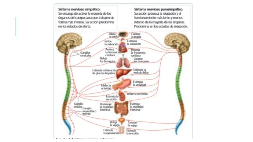 
<p>El sistema nervioso es una parte fundamental del cuerpo humano, encargado de cumplir tres funciones esenciales: la función de relación, 